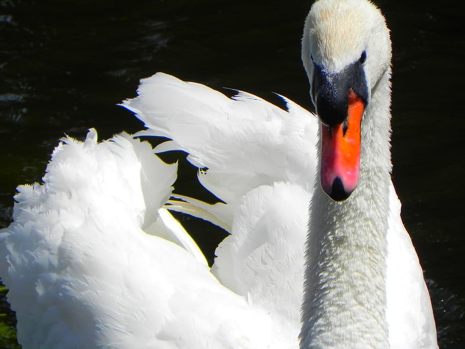 close up photo of mute swan on body of water, bird, feathers HD wallpaper