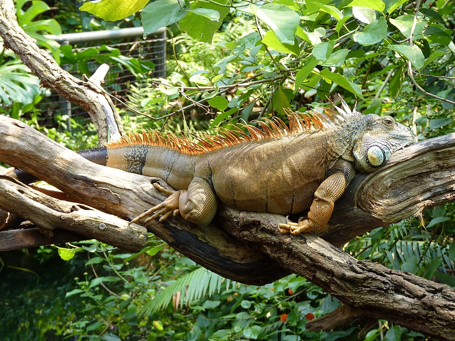 green and brown Iguana lying on branch, lizard, reptile, rest HD wallpaper