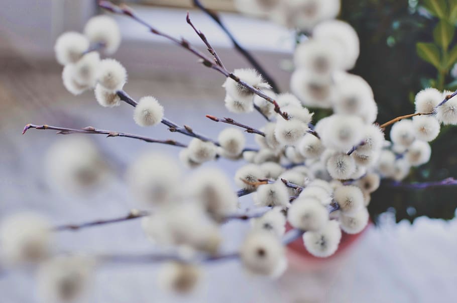 flower, white, petal, bloom, garden, plant, nature, autumn HD wallpaper