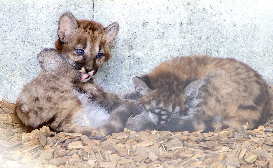 nature, animals, predator, puma, young, animal themes, mammal HD wallpaper