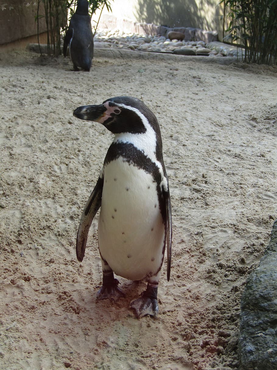 penguin, walking, standing, zoo, animal themes, one animal HD wallpaper
