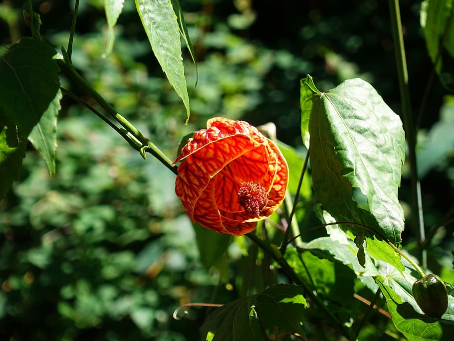 indian mallow, abutilon, orange, flower, shrub, graceful, delicate, HD wallpaper