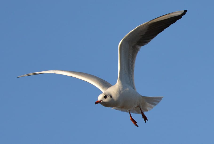 Bird, Seagull, Blue Sky, Fly, Air, one animal, flying, animals in the wild HD wallpaper