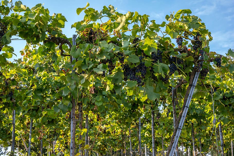 vines, wine, winegrowing, grapevine, vineyard, germany, red wine hiking trail HD wallpaper