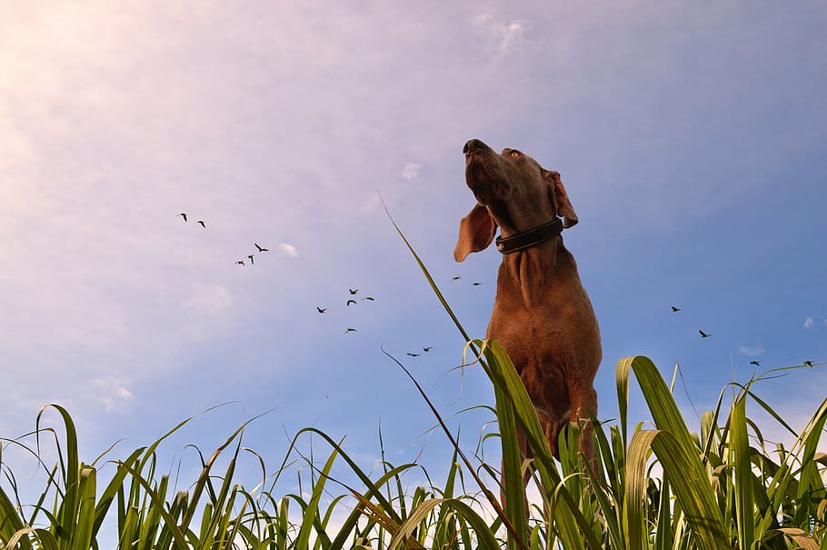 adult tan short coated dog on grass field, prairie, look, birds, HD wallpaper