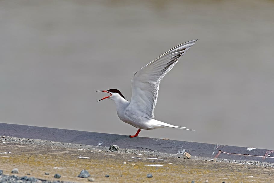 river tern, bird, animals in the wild, animal wildlife, animal themes HD wallpaper