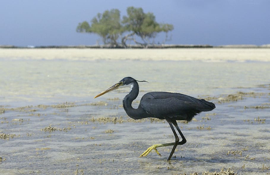 heron, egypt, bird, black, animals, water, red sea, animal themes HD wallpaper