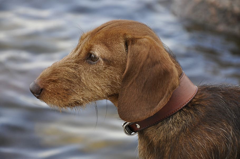 Dog, Dachshund, Beach, pets, animal, canine, purebred Dog, puppy HD wallpaper