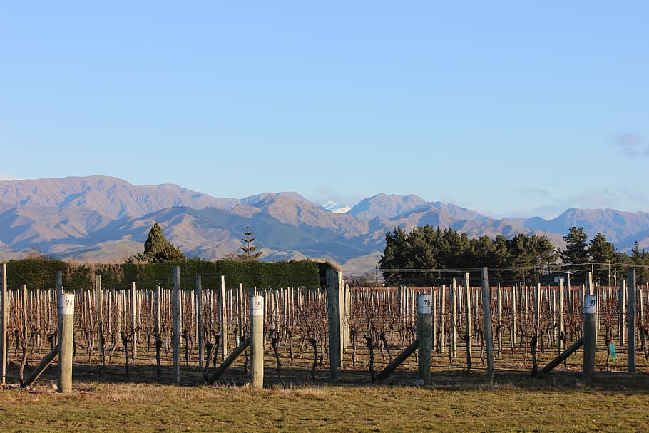 Vineyard, Grapes, Grapevine, Landscape, viticulture, mountain HD wallpaper