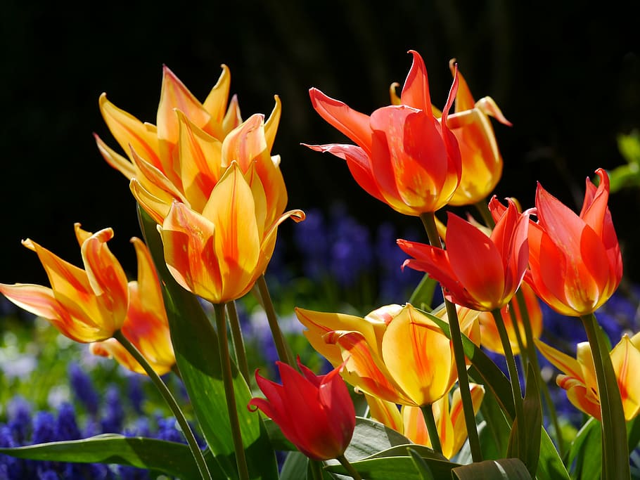 yellow and red petaled flowers, tulips, spring bed, orange HD wallpaper