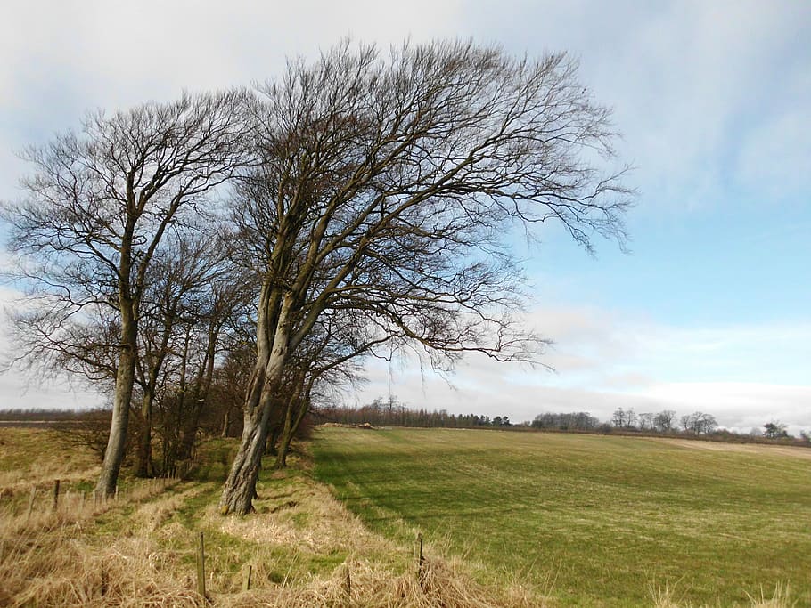 Trees, Nature, Field, bare tree, landscape, rural scene, plant HD wallpaper