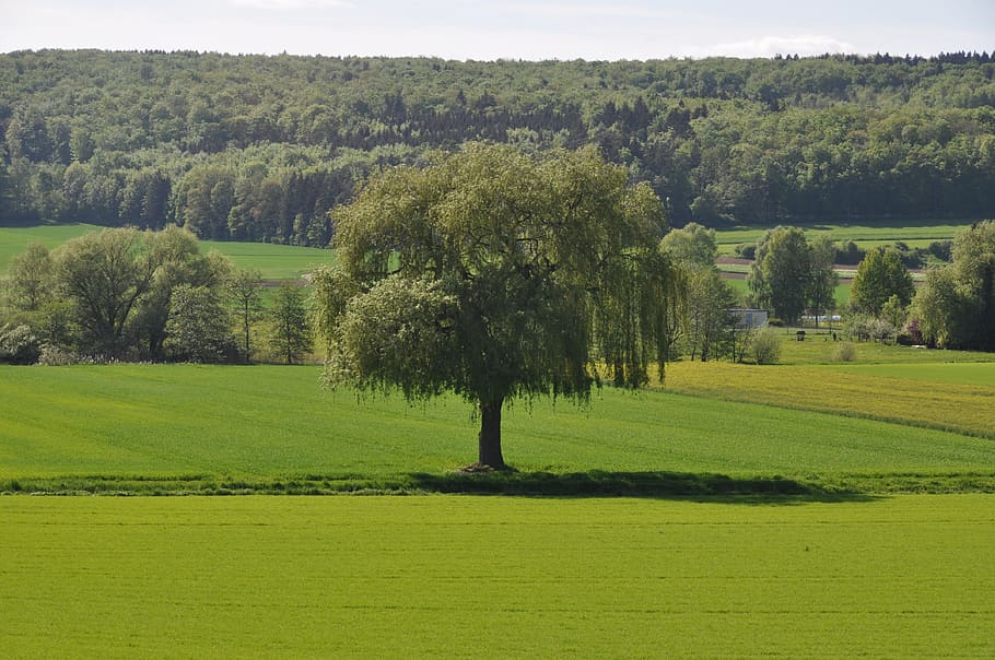 tree, landscape, nature, grass, meadow, plant, green color HD wallpaper