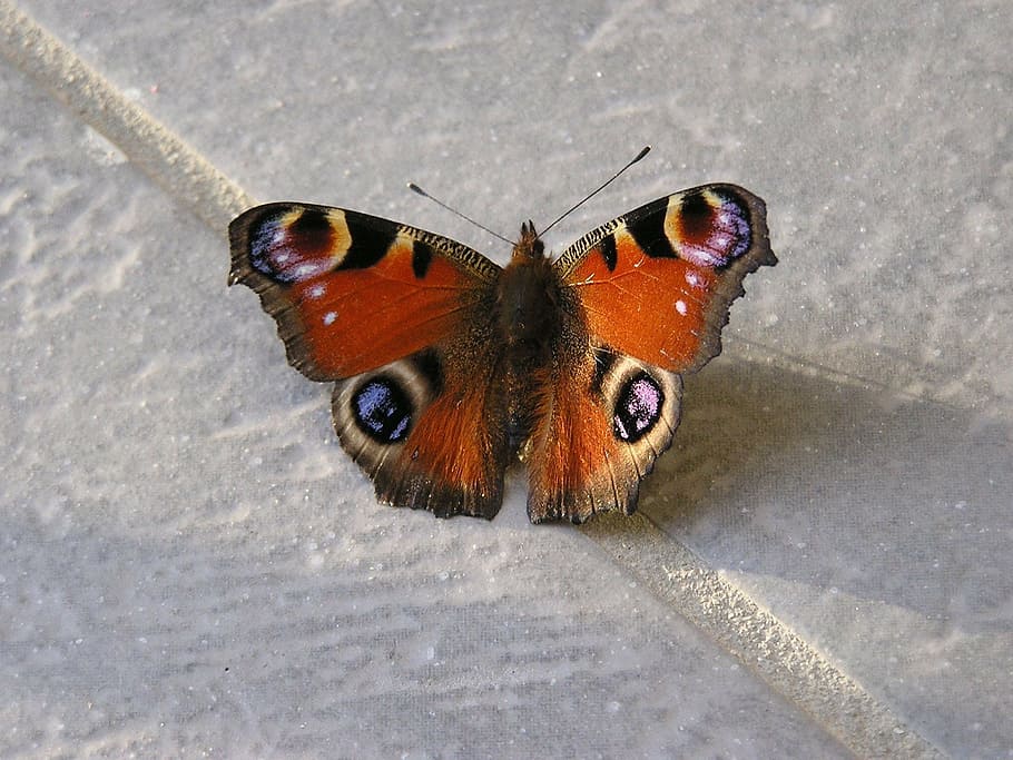 butterfly, insects, animals, nature, butterfly - Insect, animal Wing HD wallpaper