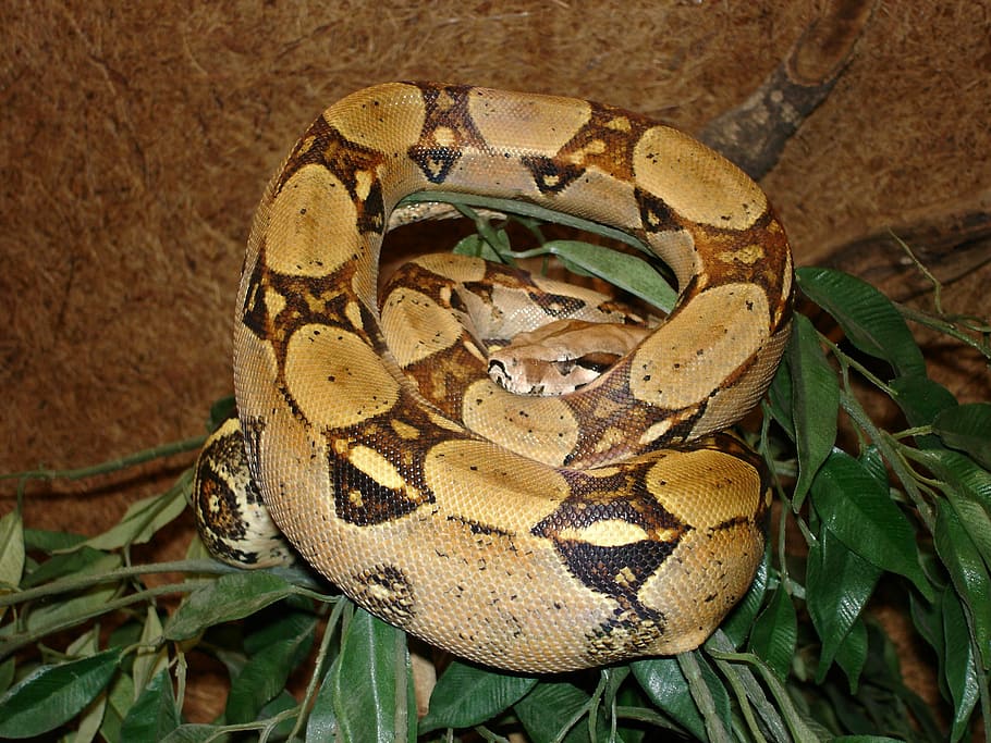 red tailed boa, snake, boa constrictor, reptile, animal, python HD wallpaper