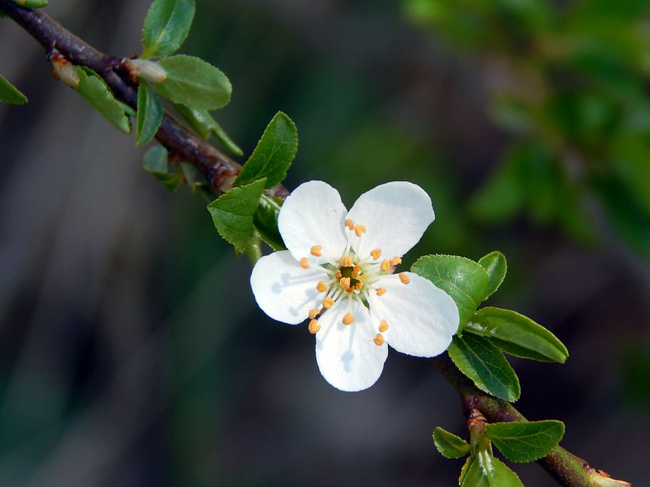 twig, flower, spring, white, plant, flowering plant, growth HD wallpaper