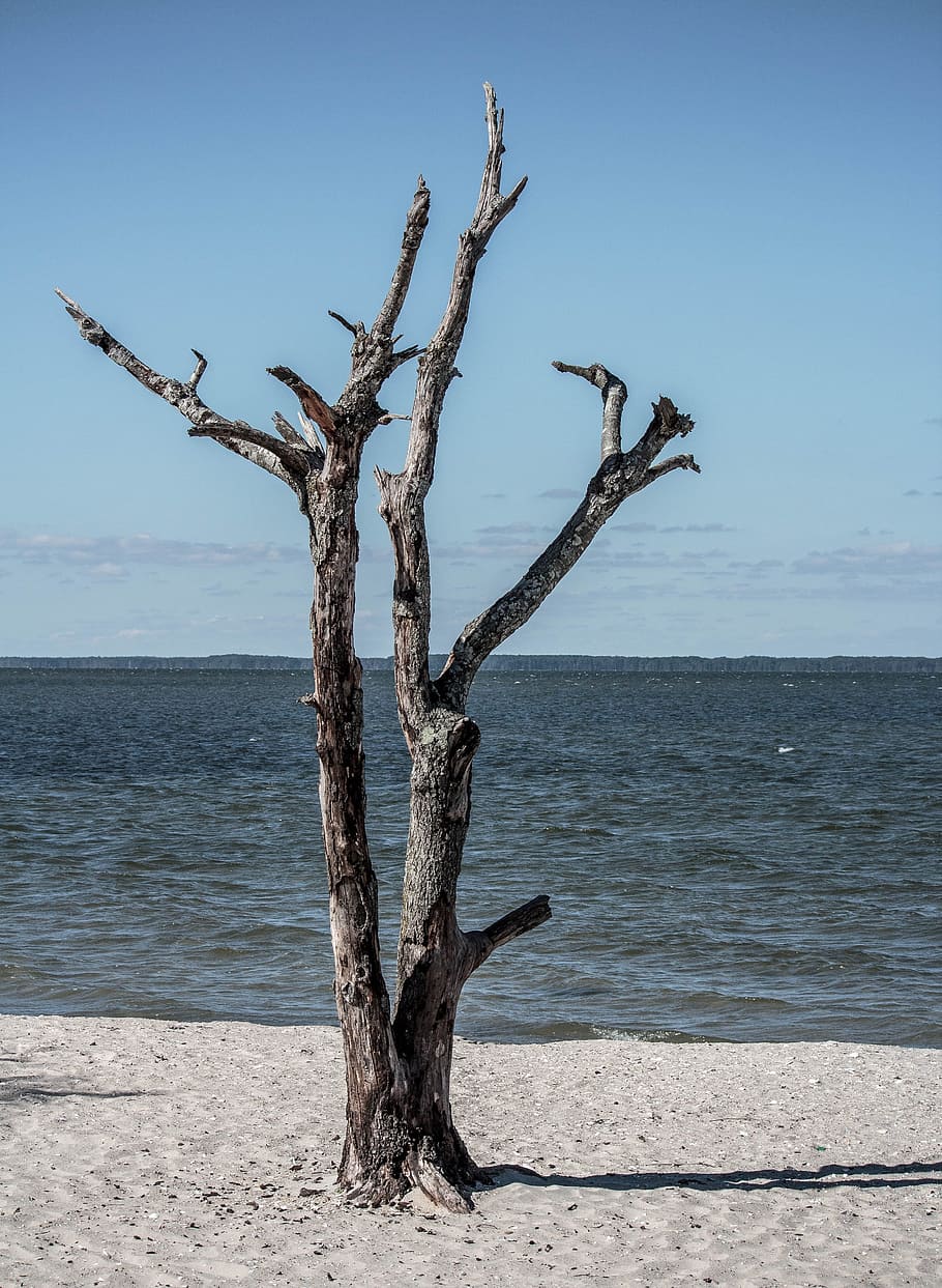 dead tree, seascape, landscape, beach, sand, island, log, wood HD wallpaper