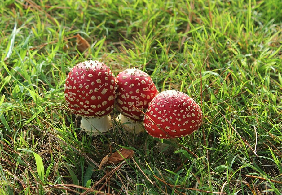 mushroom, fungi, wild, toadstool, poisonous, outdoors, forest HD wallpaper