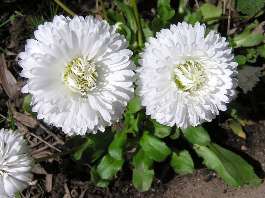 daisies, white, garden, flowering plant, freshness, vulnerability HD wallpaper
