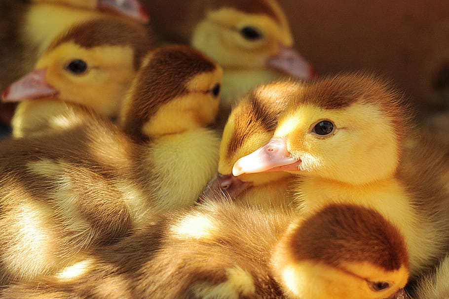 flock of yellow duckling, flock of ducklings, group, brown, bird