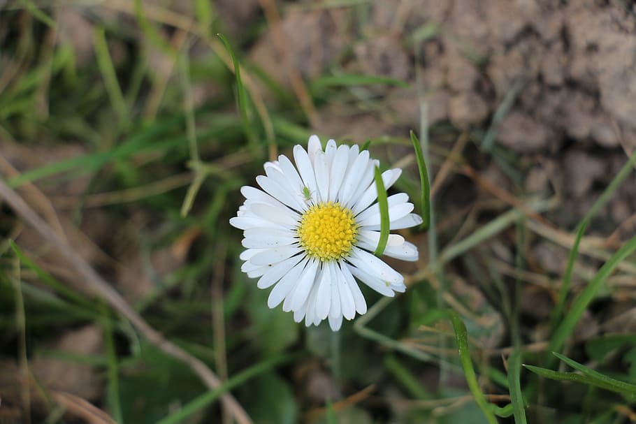 daisy, yellow, green, insect, close, meadow, white, flower HD wallpaper