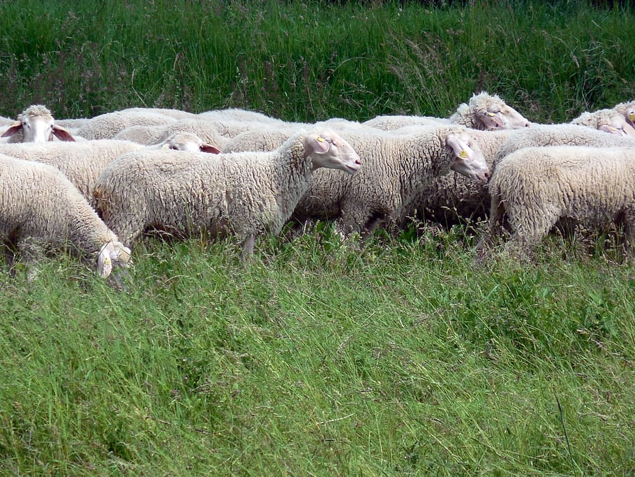 sheep, wool, meadow, group, graze, soft, schäfchen, run, agriculture HD wallpaper