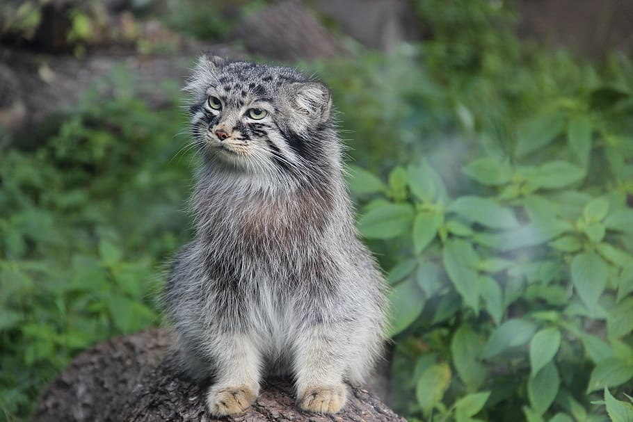 close-up photography of short-fur white and brown animal, manul