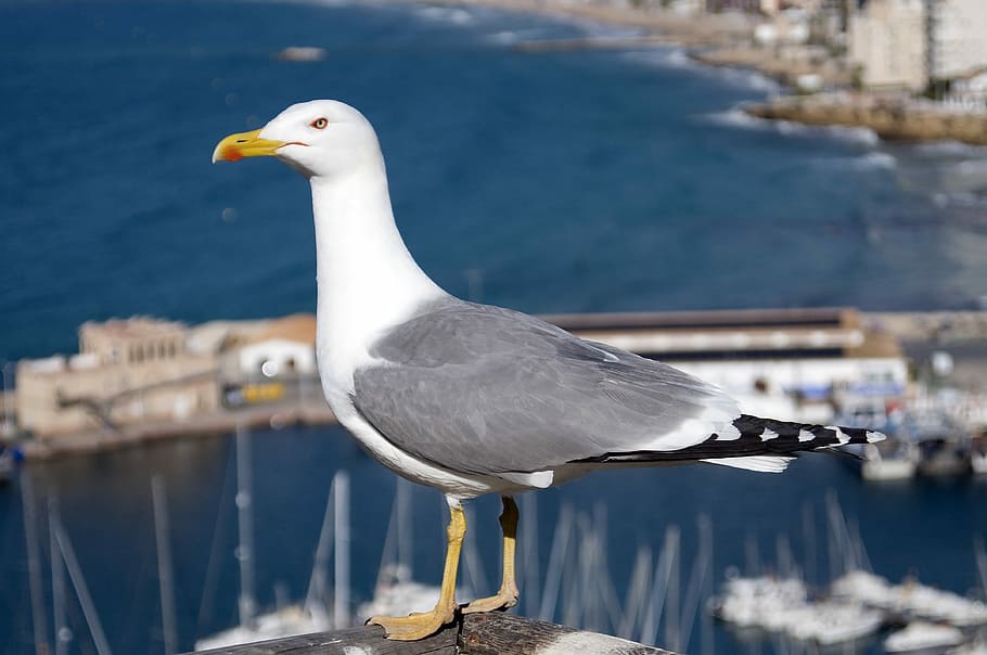 seagull, water, nature, outdoors, bird, marina, harbor, harbour