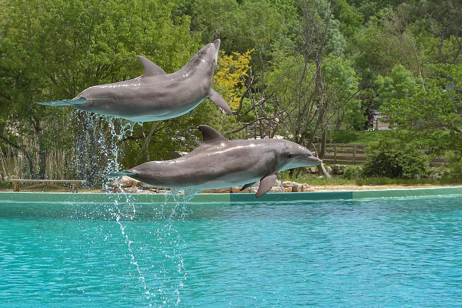 two grey dolphins above blue body of water near green leafed trees HD wallpaper