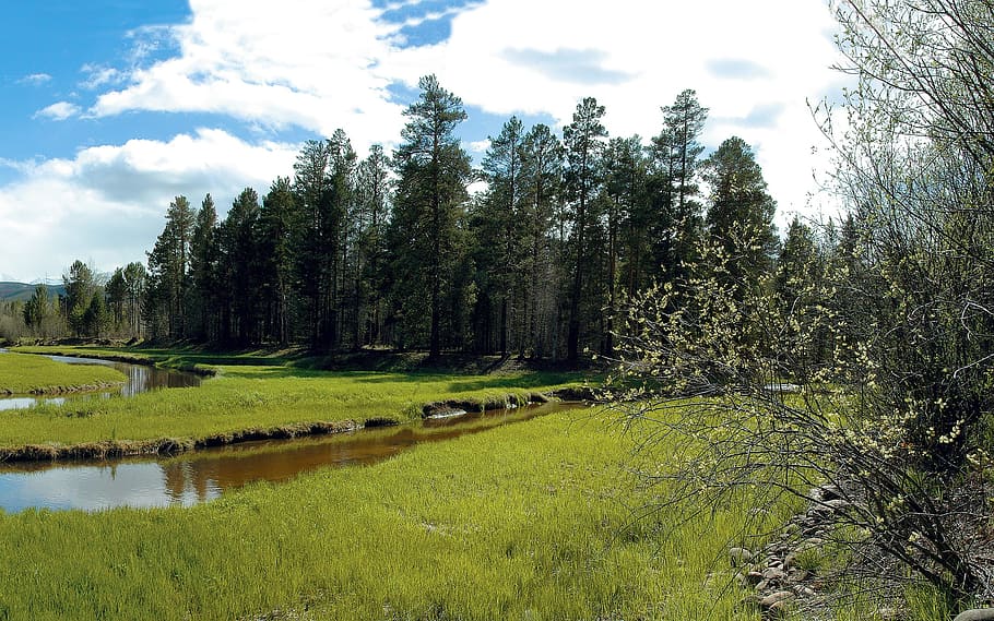 forest, trees, nature, woods, environment, meadow, field, water HD wallpaper