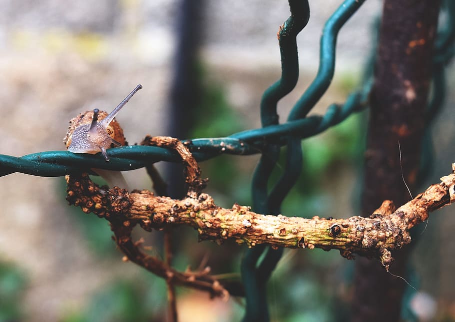 Snail, Branch, Animals, Macro, Nature, artistic, public garden HD wallpaper