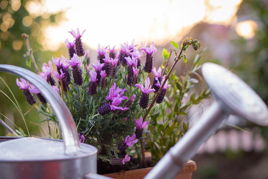 photo of purple petaled flower near stainless steel watering can during day time