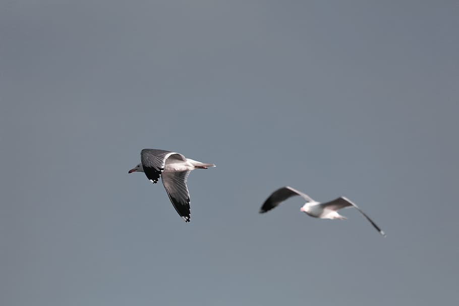 two white birds flying, two white birds flying on sky, daytime HD wallpaper