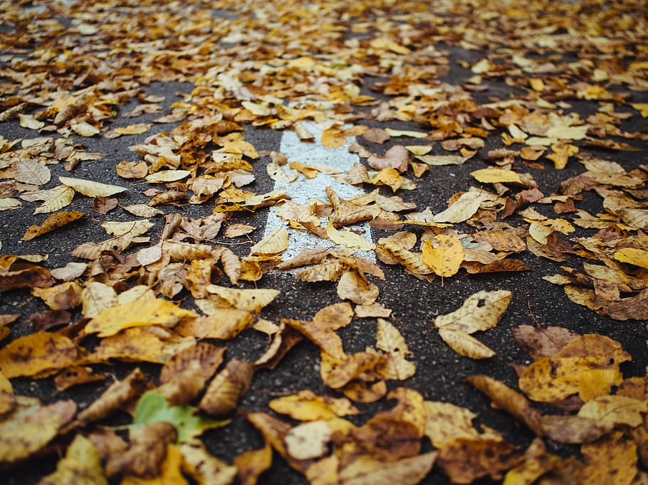 brown leafed plants on pavement, dried, leaves, gray, concrete HD wallpaper