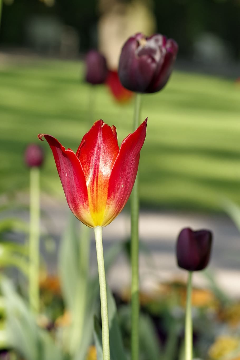 Tulips, Red, Black, Single, Flowers, spring, the stems, flora HD wallpaper