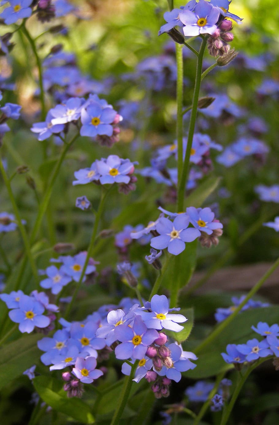 nots, flowers, spring, blue, myosotis, small flowers, wildflowers, HD wallpaper