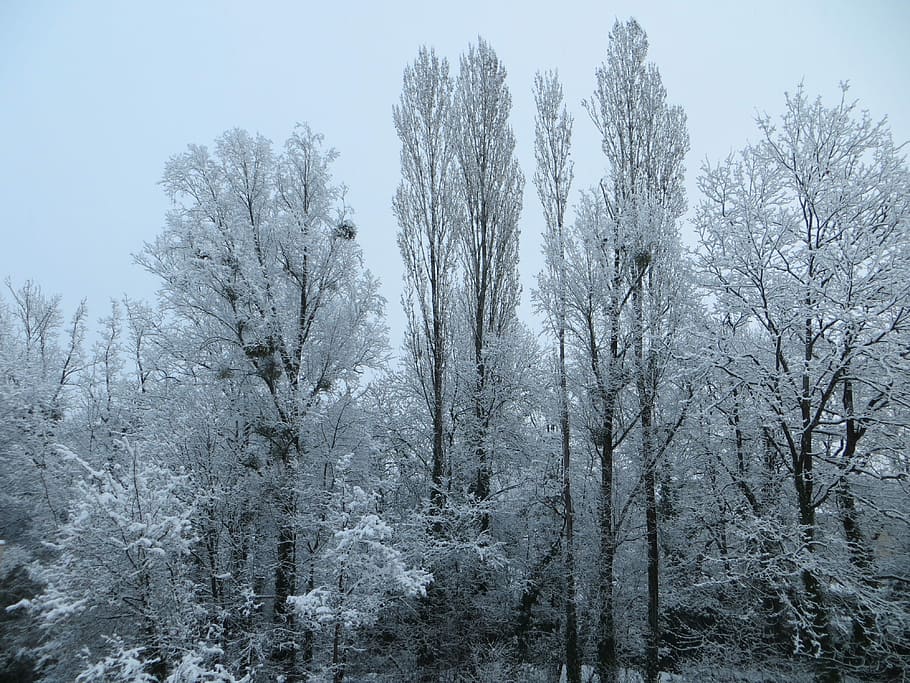Trees, Snow, Winter, Cold, Nature, winter landscape, branches HD wallpaper