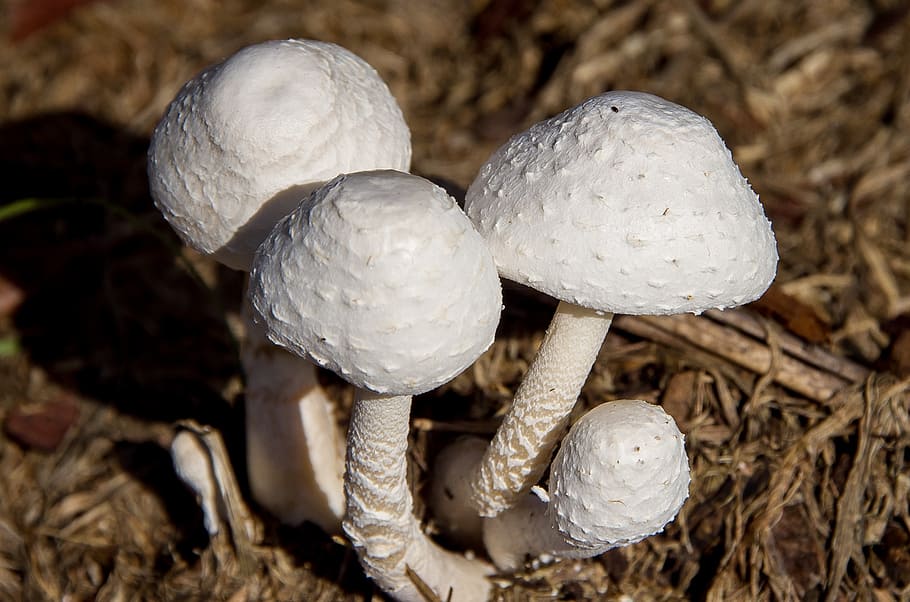 fungus, white, mushroom, toadstool, texture, forest, queensland HD wallpaper