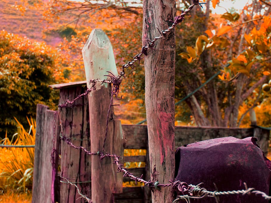 about, wood, security, old, farm, boi, cattle, concierge, wire HD wallpaper