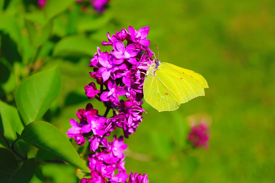 HD wallpaper: flower, butterfly, blossom, bloom, insect, nature, pink ...