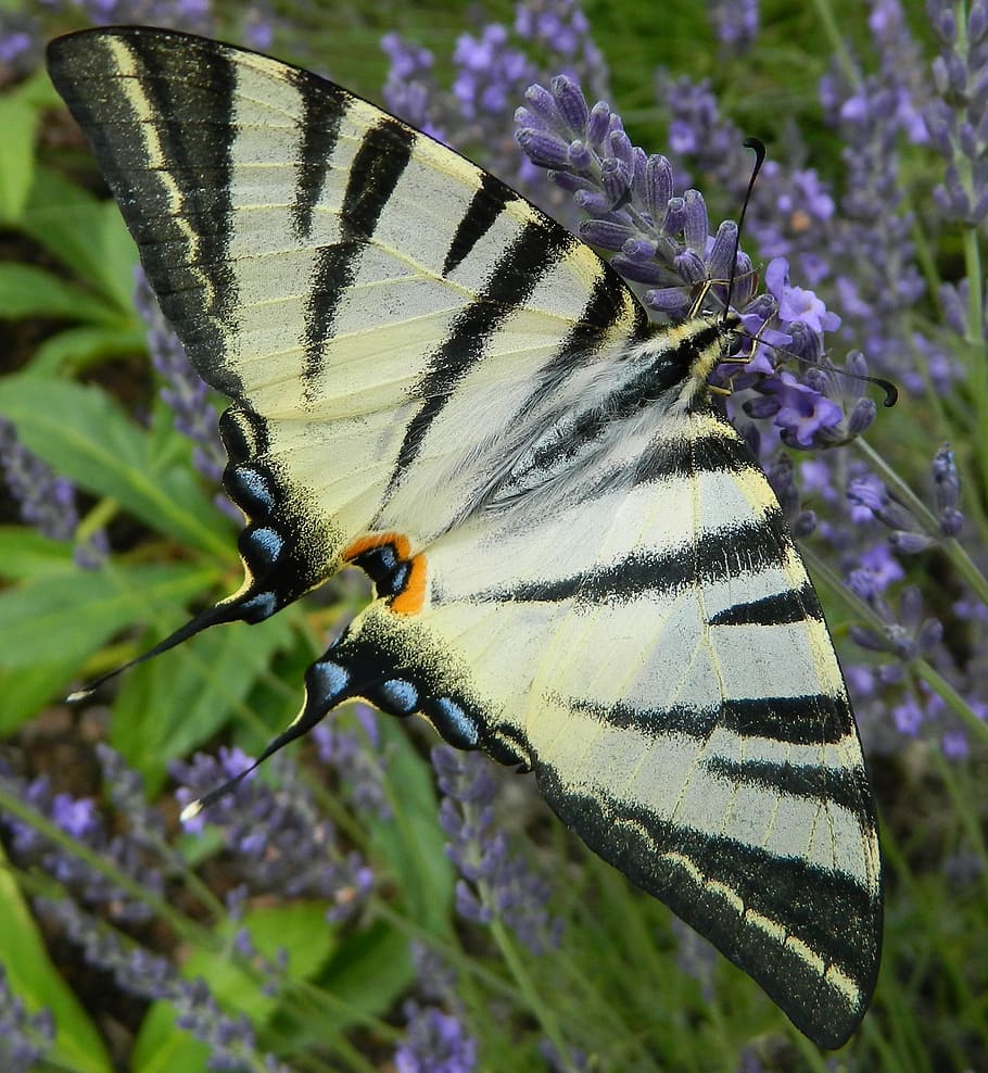 butterfly, czech republic, lavender, garden, flower, animal wildlife, HD wallpaper