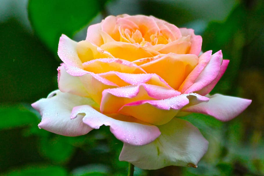 rose, flower, flora, nature, leaf, petal, flowering plant, vulnerability HD wallpaper
