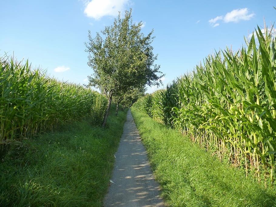 corn, away, lane, cornfield, corn plants, agriculture, summer HD wallpaper