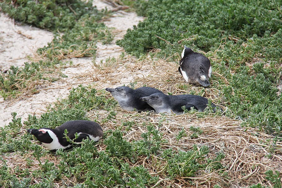 penguins, cute, cuddly, beautiful, beach, boulders beach, cape town HD wallpaper