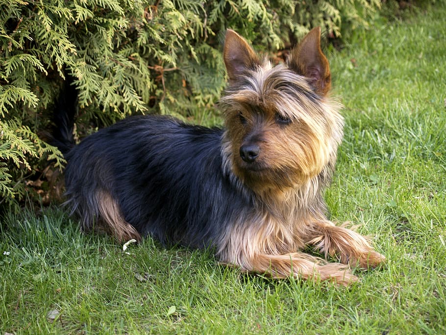 terrier, small, dog, pet, canine, animal, watching, alert, one animal HD wallpaper