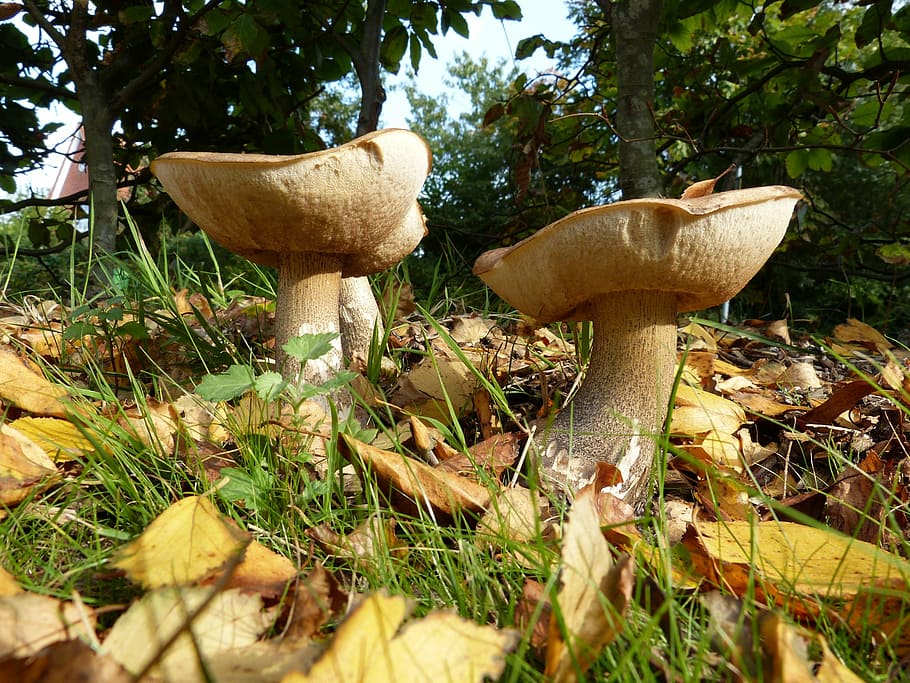 mushrooms, autumn, nature, forest, close, food, fungus, edible Mushroom, HD wallpaper