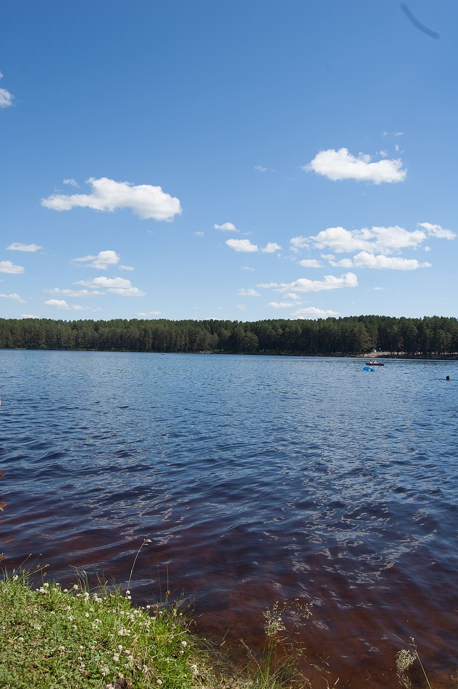 summer, the siberian lake, western siberia, blue lake in the pine forest, HD wallpaper