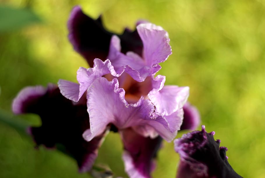 garden, flower, iris, flowering plant, fragility, vulnerability HD wallpaper