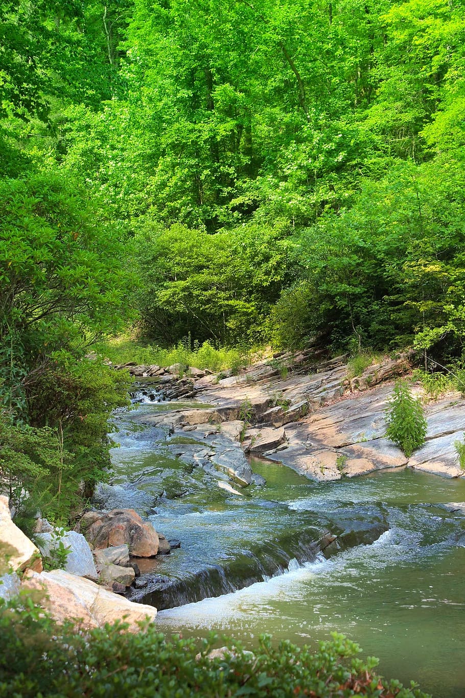 creek, georgia, toccoa, plant, water, tree, green color, beauty in nature HD wallpaper