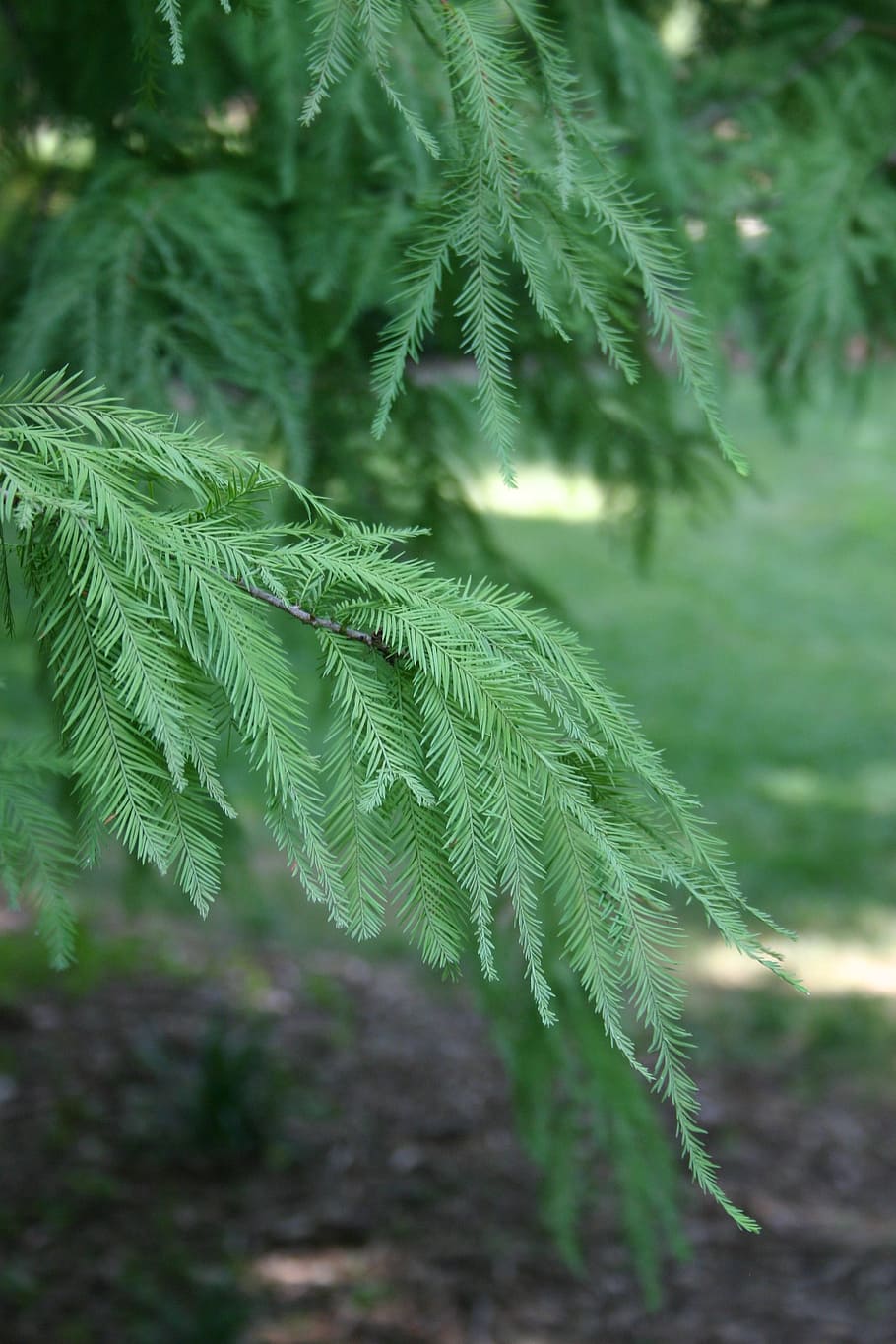 tree, green, leaf, summer, branch, nature, plant, leaves, garden HD wallpaper