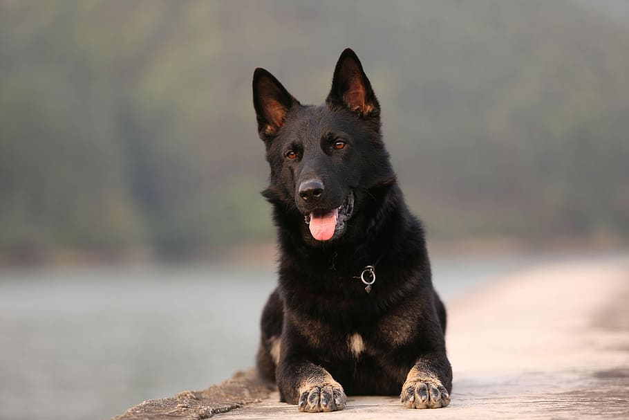dog, shepherd, german shepherd, pets, one animal, domestic HD wallpaper